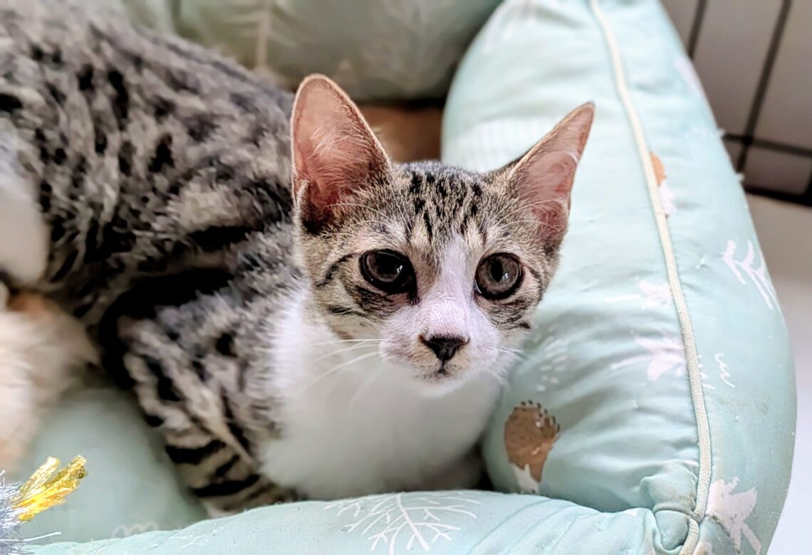 ささすずめだいちゃん – NPO法人 保護ねこピリカ